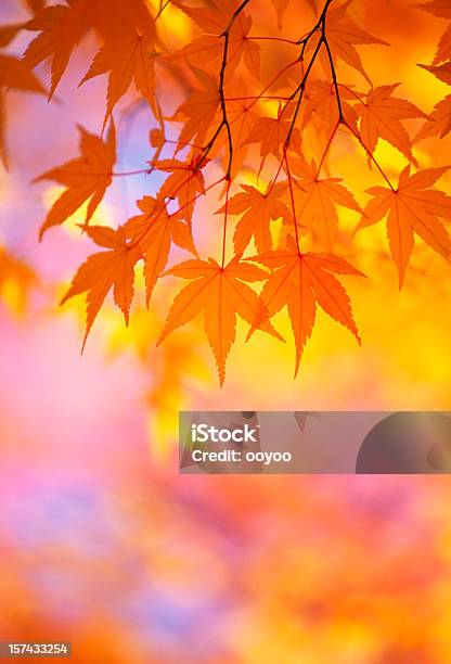 Folhas De Laranja Outono - Fotografias de stock e mais imagens de Ao Ar Livre - Ao Ar Livre, Beleza natural, Cor Viva