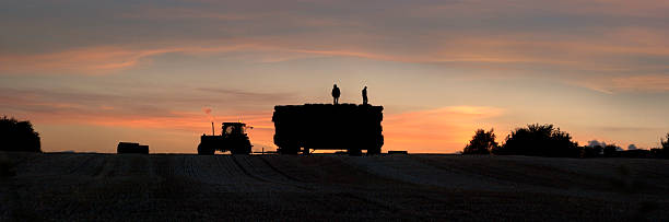 ハーヴェストの夕日 - tractor farm uk agriculture ストックフォトと画像