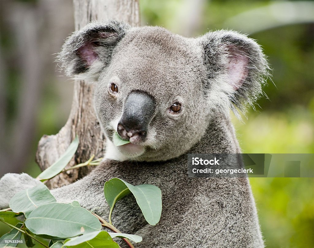 Koala mangiare eucalipto - Foto stock royalty-free di Koala