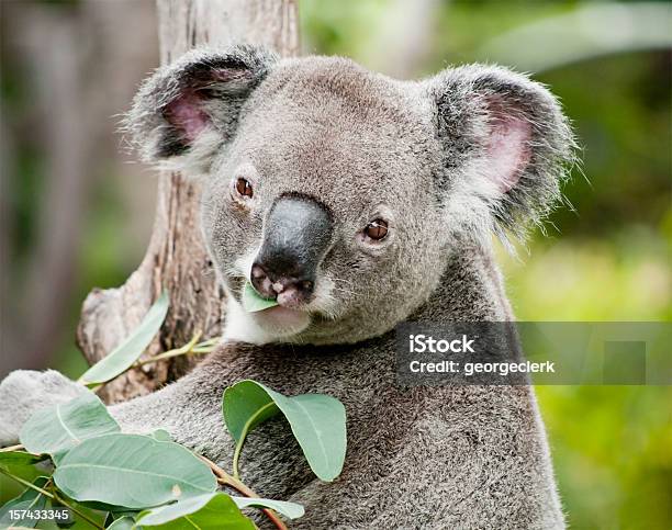 Koala Mangiare Eucalipto - Fotografie stock e altre immagini di Koala - Koala, Zoo - Struttura con animali in cattività, Allegro