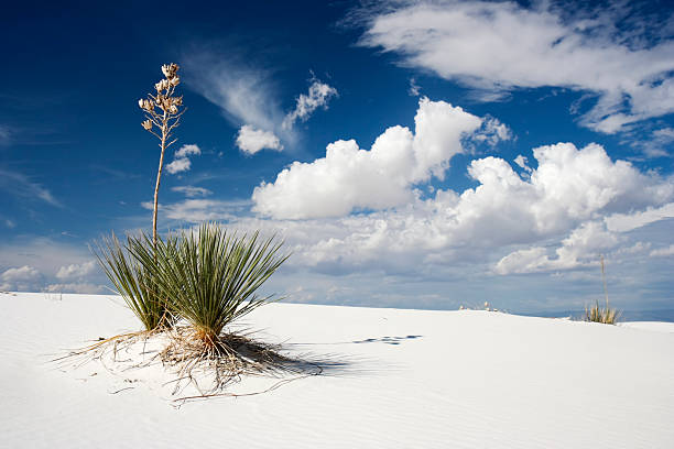 yuccas in weißen sand national monument in new mexico - desert new mexico sand white sands national monument stock-fotos und bilder