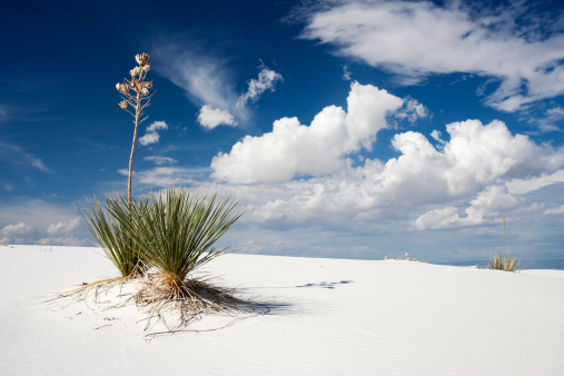 Yuccas growing in the sand of White Sand National Monument.