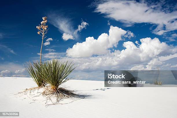 Foto de Yuccas No Monumento Nacional De Areias Brancas Novo México e mais fotos de stock de Monumento Nacional de White Sands