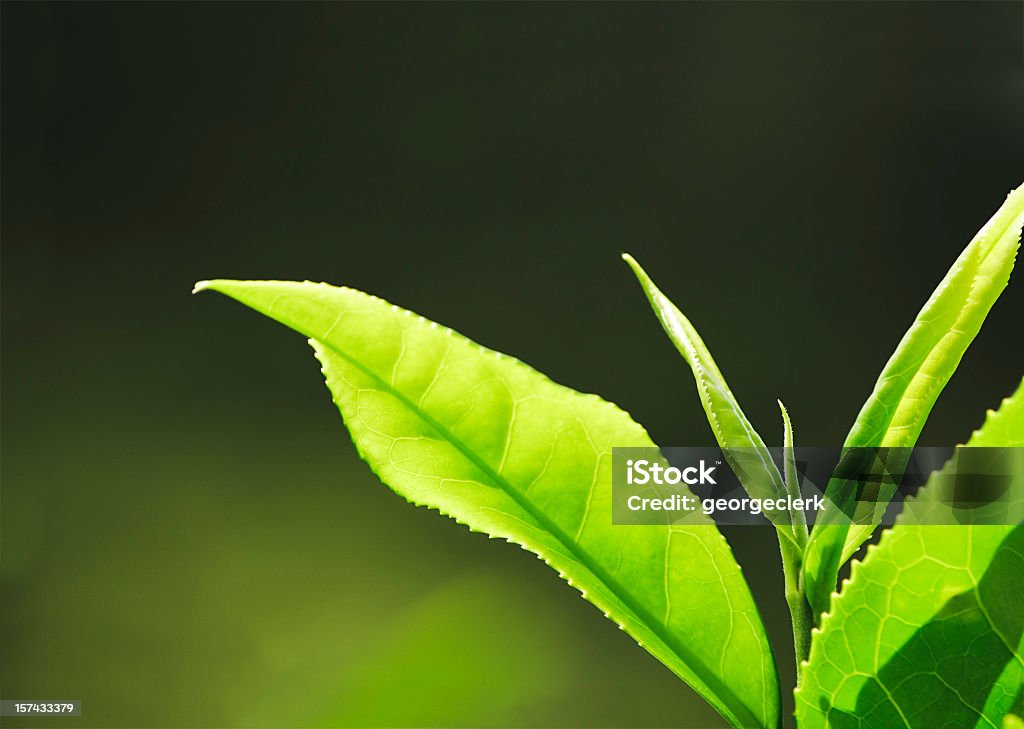 Té fresco crecimiento Macro - Foto de stock de Hojas de té secas libre de derechos