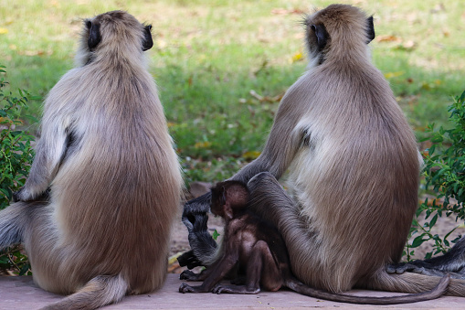 Stock photo showing close-up view of a paved footpath in an Indian public park upon which two adult and one baby grey langur monkeys are sitting. Gray langurs (Semnopithecus entellus), also known as Hanuman monkeys, are intelligent, omnivorous Asian, Old World monkeys that are considered to be sacred within the Hindu religion. Therefore, they have adapted to living within human communities, often out of necessity due to cities encroaching upon their habitat. Unfortunately, these monkeys have become a problem in the cities as they tend to run amok stealing peoples phones and lunches during the day and damaging property at night.