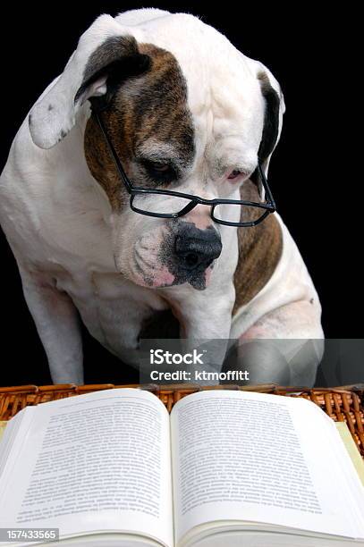 Foto de Velho Cachorro Aprender Novos Truques e mais fotos de stock de Cão - Cão, Livro, Aprender