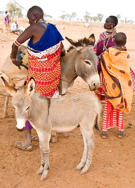 Photo of Three masai women loading donkey with water cans