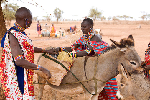 A young masai woman with a baby on her back and a 12 year old girl helping an older woman  loading a donkey with water cans from a well in a very dry African landscape i southern Kenya, East Africa.