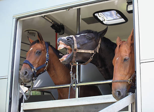 istock Three horses waiting in a horse box, Norway 157433790