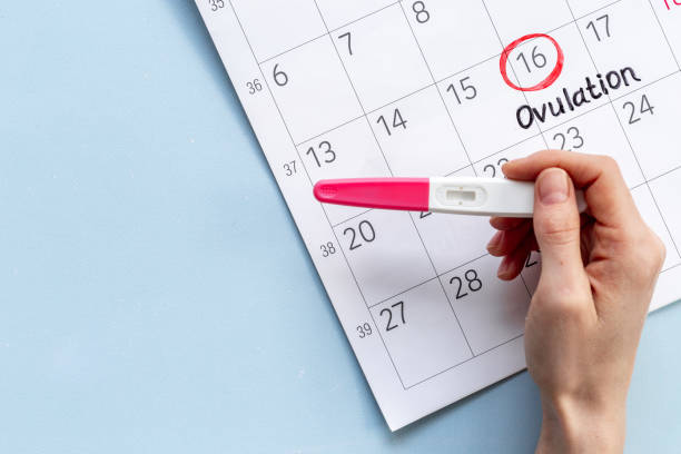 istock Female calendar with Ovulation day with pregnancy test 1574338003