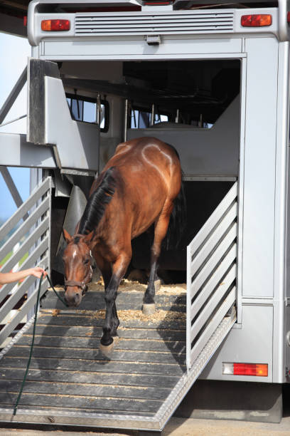 istock Horse transport, Norway 157433806