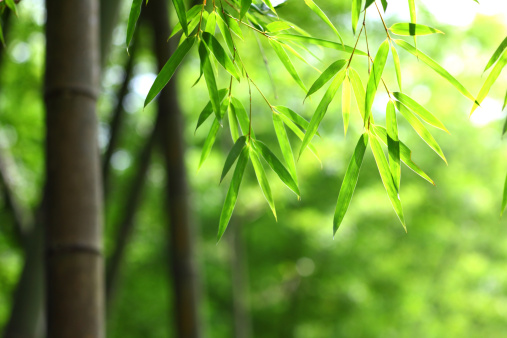 Tall bamboo trees with sunlight at the background at Arashiyama, one of the most famous tourist place in Kyoto, Japan.