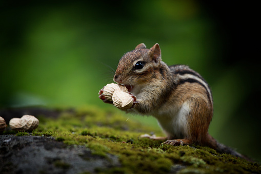 Chipmunk Eating Peanuts in Forest