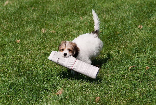 cachorro con papel - newspaper dog pets grass fotografías e imágenes de stock