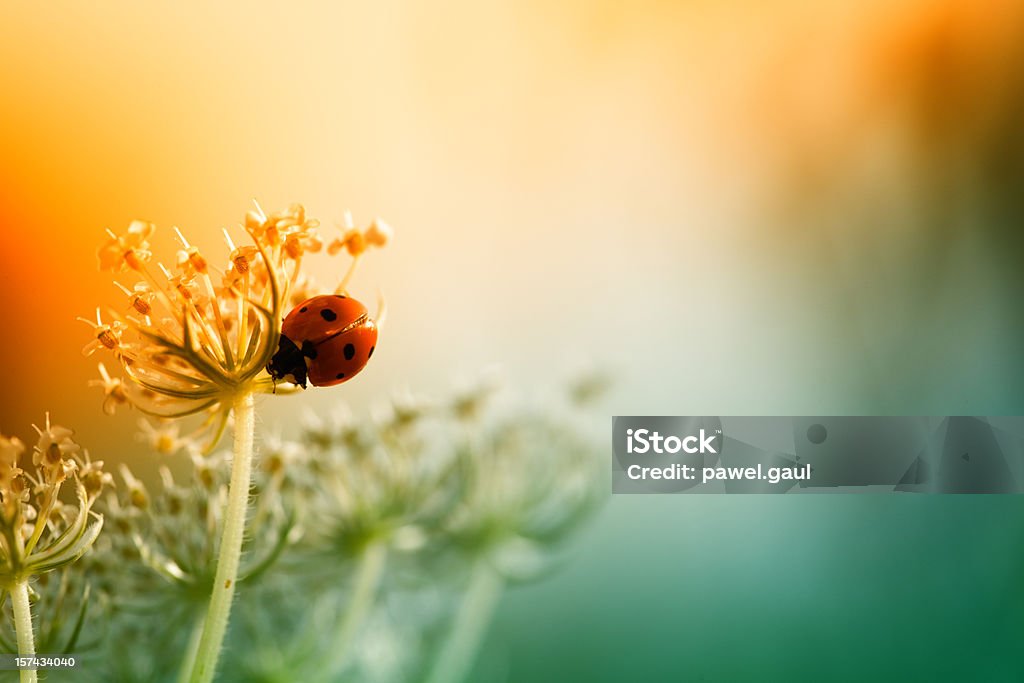 Coccinelle, assis sur le dessus de fleurs sauvages au coucher du soleil - Photo de Coccinelle libre de droits