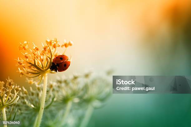Ladybug Sitting On Top Of Wildflower During Sunset Stock Photo - Download Image Now - Ladybug, Grass, Macrophotography