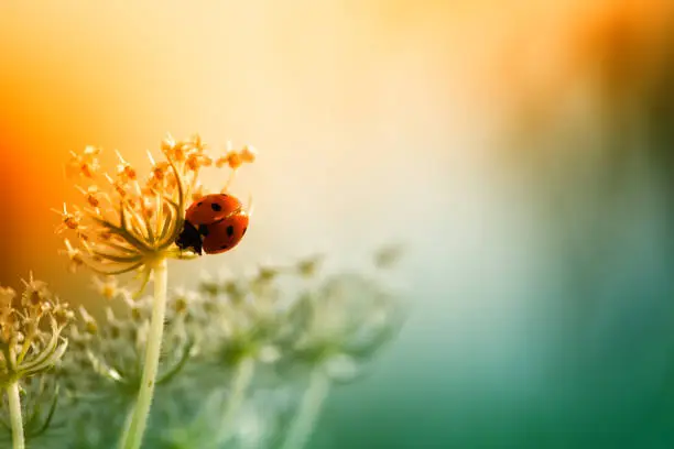 Photo of Ladybug sitting on top of wildflower during sunset