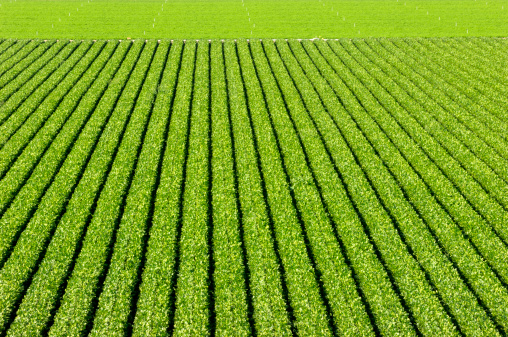 Rows of romaine lettuce growing on a central coast farm.  elevated view.