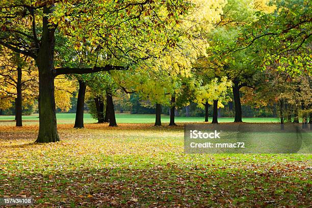 Jesień Park - zdjęcia stockowe i więcej obrazów Buk - drzewo - Buk - drzewo, Dorosły, Drzewo