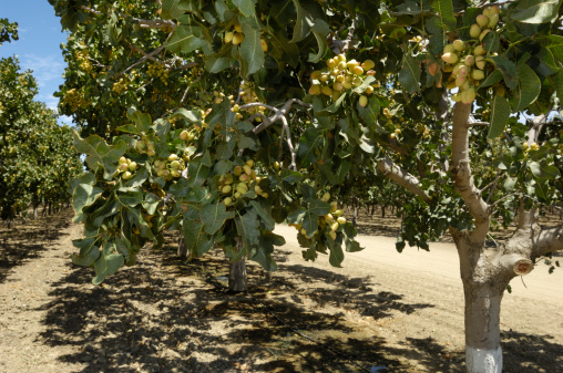 Orchard of ripening pistachio (Pistacia vera) nuts growing in clusters on a central California orchard.