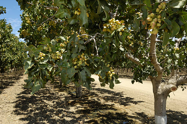 сад из ripening фисташковых орехов - pistachio стоковые фото и изображения