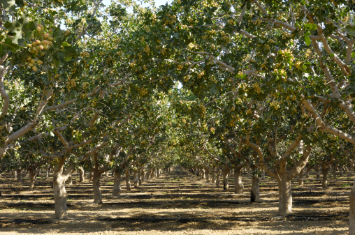 Deep focus image of ripening pistachio (Pistacia vera) nuts growing in clusters on a central California orchard.
