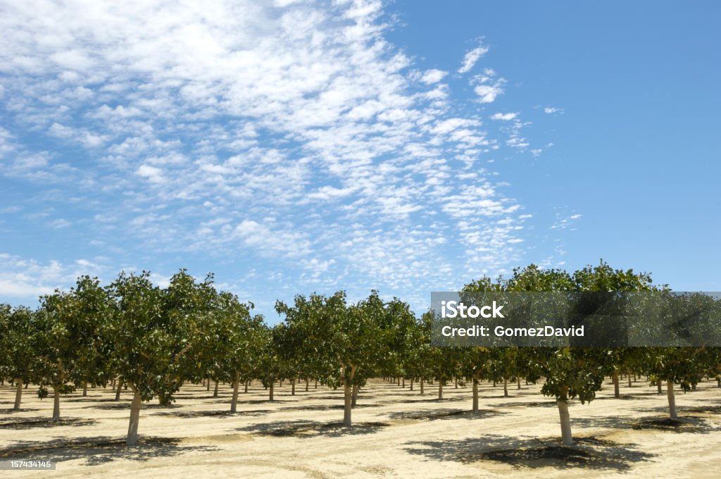 Frutteto di maturazione pistacchio dadi - Foto stock royalty-free di Abbondanza