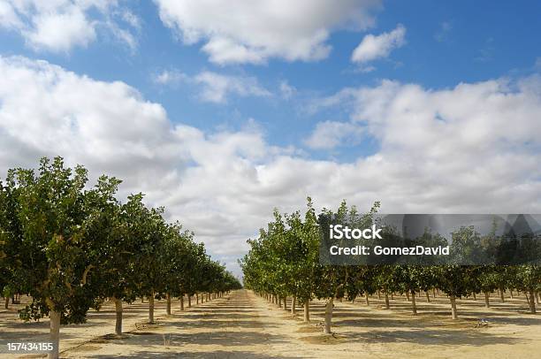 Orchard Von Ripening Pistazien Stockfoto und mehr Bilder von Obstgarten - Obstgarten, Pistazie, Pistazienbaum