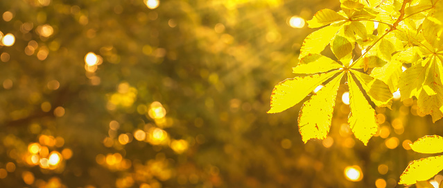 sunny autumn nature background with yellow chestnut tree fall leaf on bright defocused bokeh lights in golden colors, floral fall season banner concept with copy space