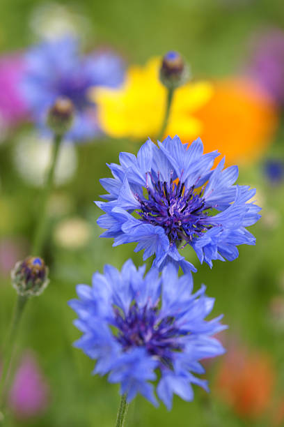 cornflowers - chaber zdjęcia i obrazy z banku zdjęć