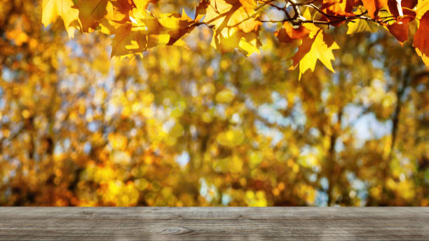 istock bright golden maple tree leaf branch over empty wooden table on blurred bokeh light background, idyllic autumn nature scene with space for product presentation 1574347041