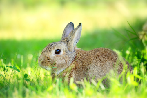 Mountain hare with summer fur coat standing still in a late spring boreal forest in Estonia, Northern Europe