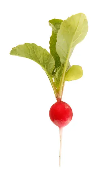 Photo of Crimson Giant Radish