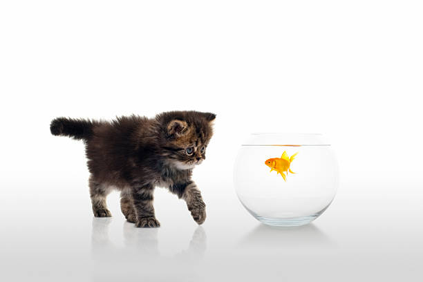 istock What are you looking at 157434787