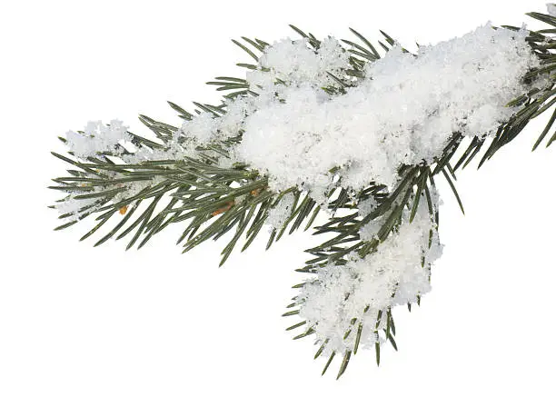 Photo of fir branch