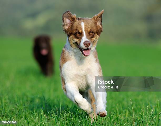 Photo libre de droit de Jeune Berger Australien Et Labrador Chocolat Jouer Dehors Xxxl banque d'images et plus d'images libres de droit de Berger australien