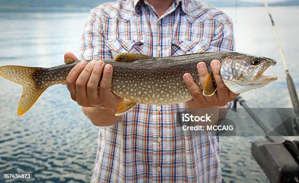 Trota - Fotografie stock e altre immagini di Pesce - Pesce, Tenere, Afferrare