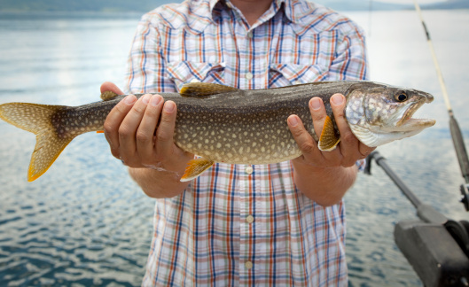 A large trout caught at a lake in the Grand Teton National Park.