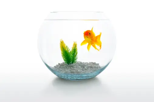 Fish Bowl Pictures | Download Free Images on Unsplash