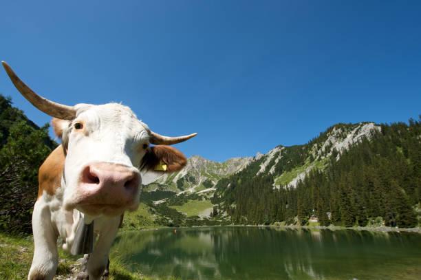istock Cow in the Alps 157434982