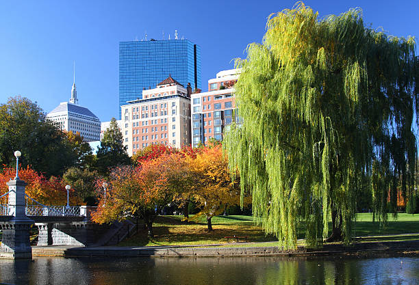 Autunm in Boston Fall colors in Boston, Massachusetts willow tree photos stock pictures, royalty-free photos & images