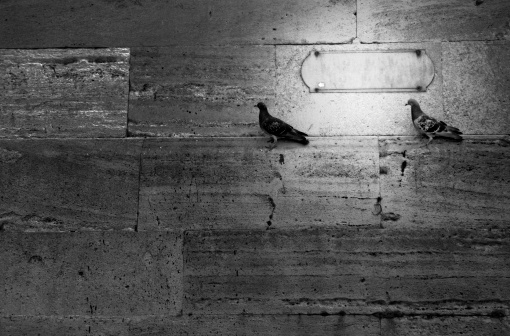 two pigeon and empty slab on the wall