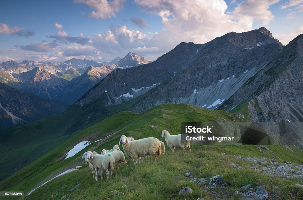 Troupeau de moutons dans les Alpes lechtaler - Photo de Mouton libre de droits
