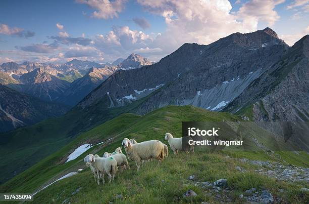 動物の群れの羊の Lechtaler アルプス - ヒツジのストックフォトや画像を多数ご用意 - ヒツジ, 山, オーストリア