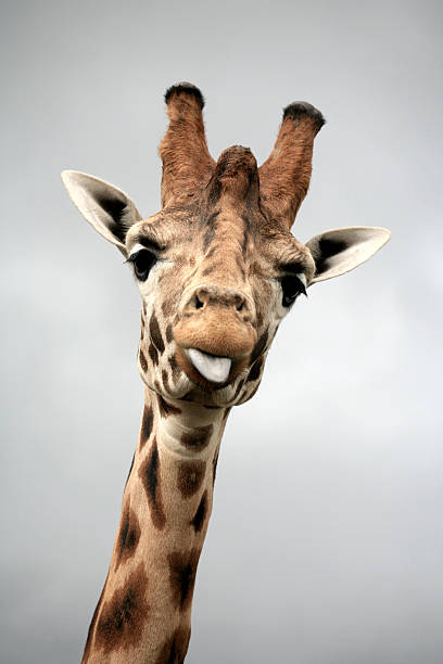 Giraffe Portrait stock photo