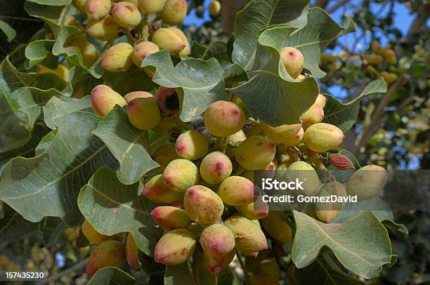 Foto de Closeup De Maturação Na Árvore De Pistachio e mais fotos de stock de Abundância - Abundância, Agricultura, Alimentação Saudável