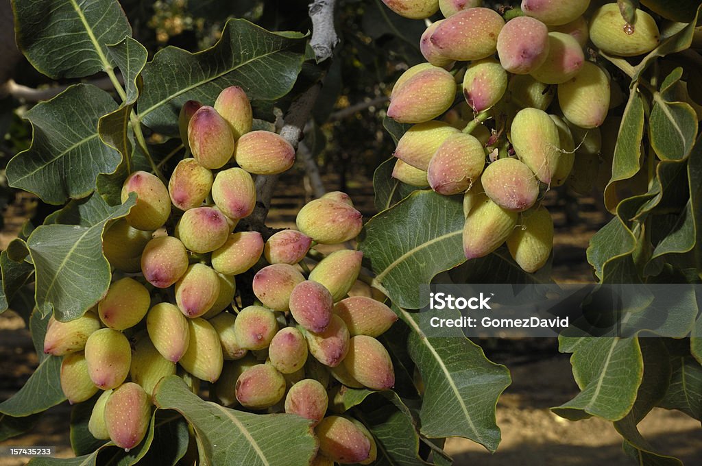 Close-up of Ripening Pistachio on Tree Close-up of ripening pistachio (Pistacia vera) nuts growing in clusters on a central California orchard. Pistachio Tree Stock Photo