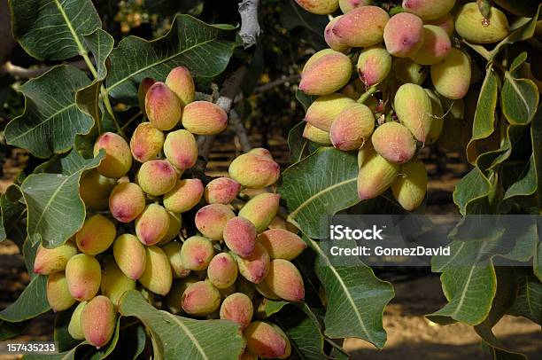 Closeup Of Ripening Pistachio On Tree Stock Photo - Download Image Now - Pistachio Tree, Branch - Plant Part, Abundance