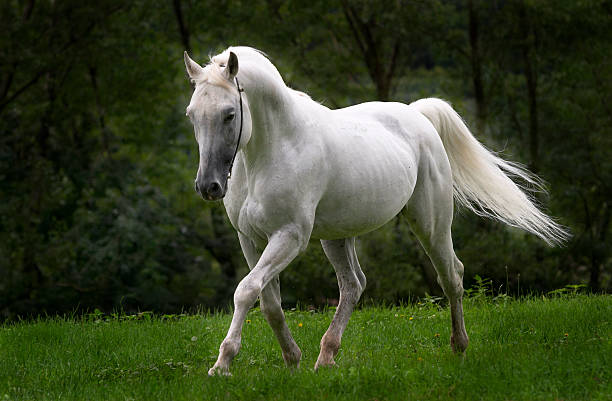 Dreamhorse This beautiful arabian stallion can be everyone's dreamhorse. (Real photo, not a collage!) white horse stock pictures, royalty-free photos & images