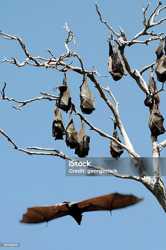 Bats suspendus de fruits - Photo de Chauve-souris libre de droits